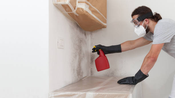 Professional Basement Mold Remediation technician working in Berlin, MD