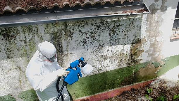 Top rated local Basement Mold Remediation specialists in Berlin, MD